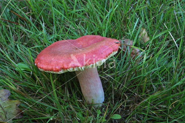 Bloedrode russula (Russula sanguinaria)