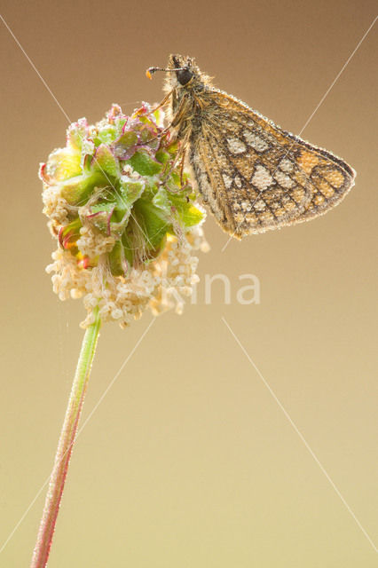 Chequered Skipper (Carterocephalus palaemon)