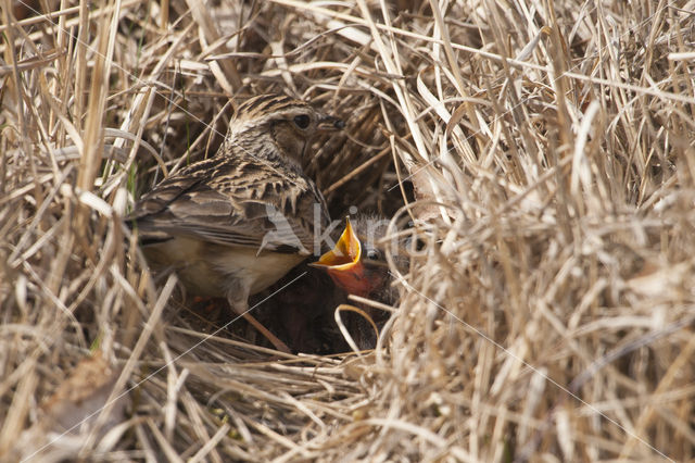 Wood Lark (Lullula arborea)