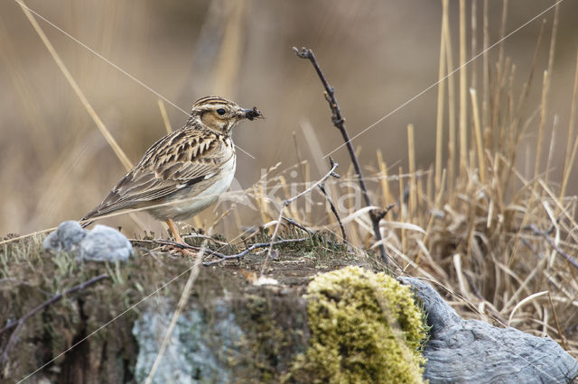 Wood Lark (Lullula arborea)