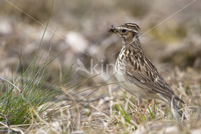 Wood Lark (Lullula arborea)