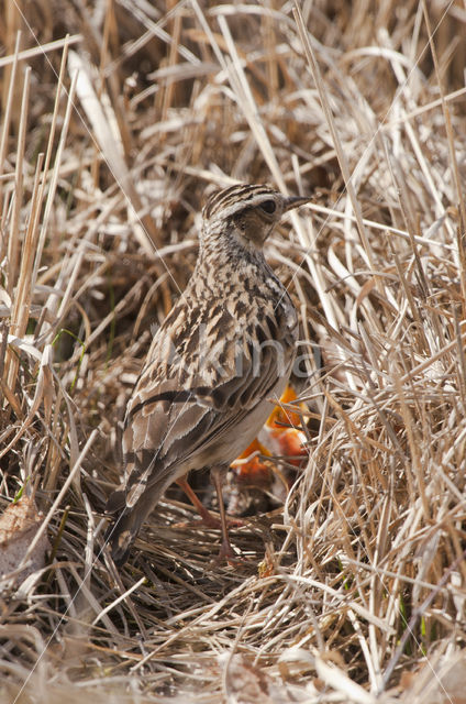 Wood Lark (Lullula arborea)