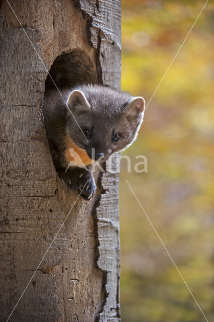 Pine Marten (Martes martes)