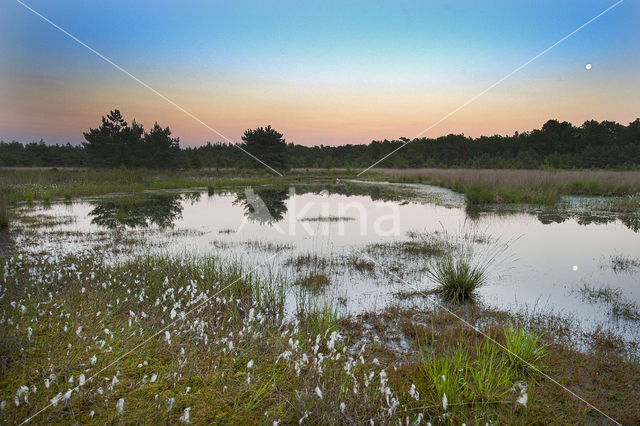 Boswachterij Gees