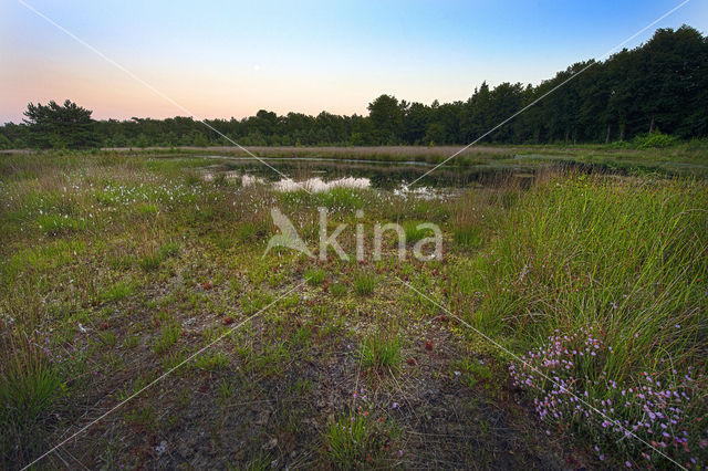 Boswachterij Gees