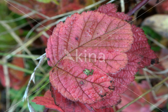 Bramble (Rubus spec)