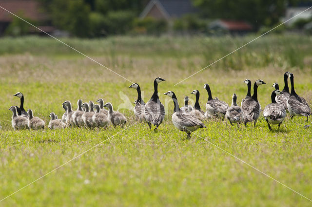 Brandgans (Branta leucopsis)