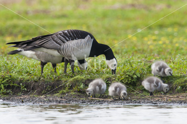 Brandgans (Branta leucopsis)