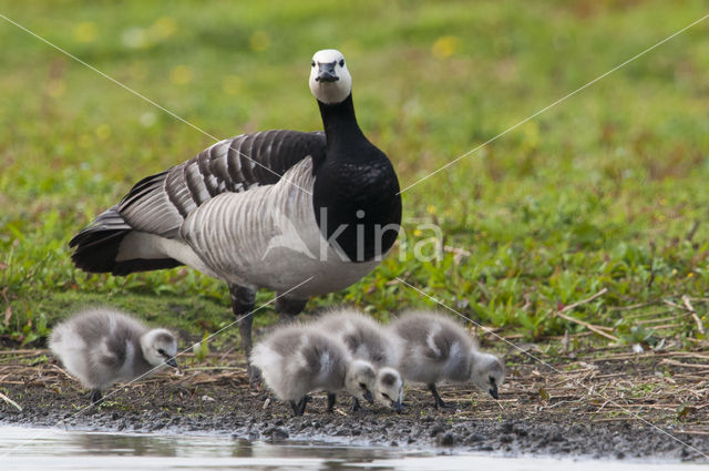 Brandgans (Branta leucopsis)