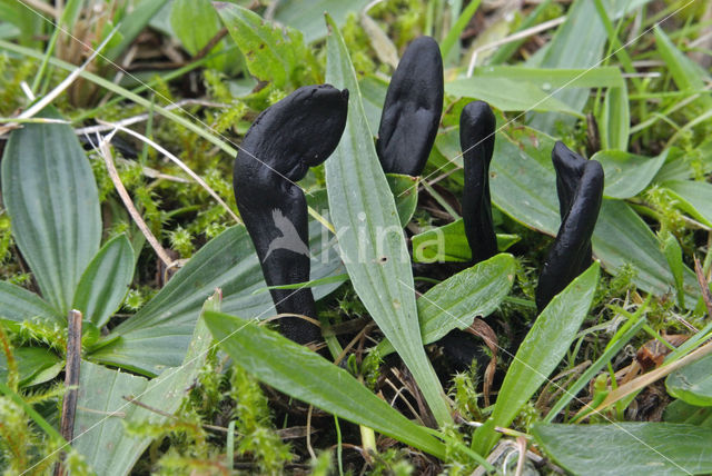 Brede aardtong (Geoglossum cookeanum)