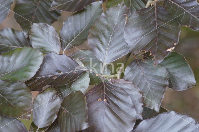 Bruine Beuk (Fagus sylvatica purpurea)