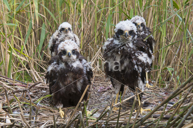 Bruine Kiekendief (Circus aeruginosus)