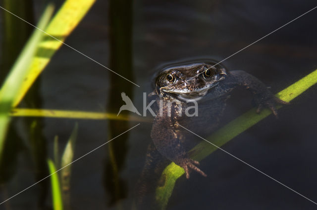 Bruine kikker (Rana temporaria)