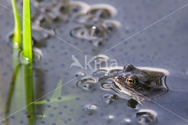 Bruine kikker (Rana temporaria)