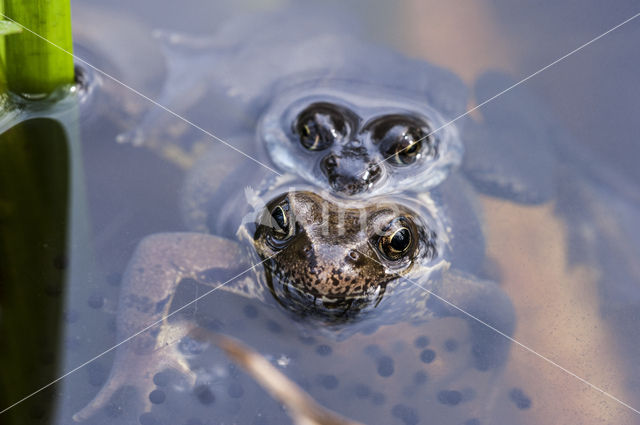 Bruine kikker (Rana temporaria)