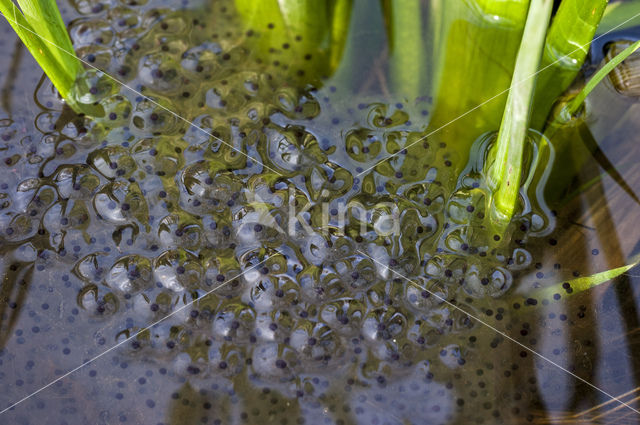 Bruine kikker (Rana temporaria)