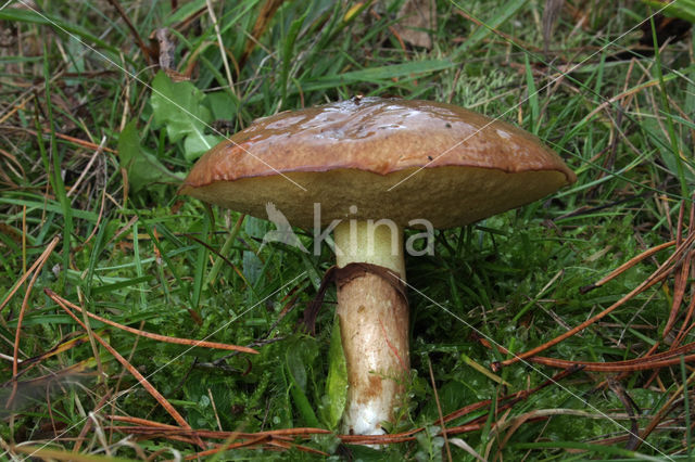 Bruine ringboleet (Suillus luteus)