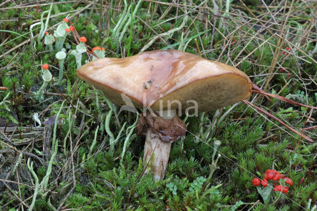 Bruine ringboleet (Suillus luteus)