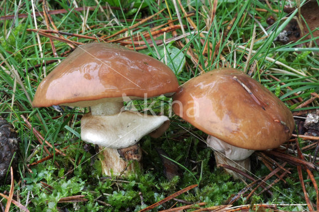 Bruine ringboleet (Suillus luteus)