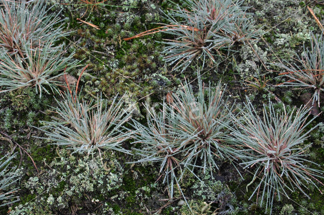 Grey Hair-grass (Corynephorus canescens)