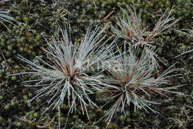 Grey Hair-grass (Corynephorus canescens)