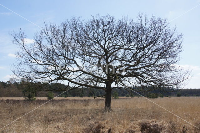 Cartierheide