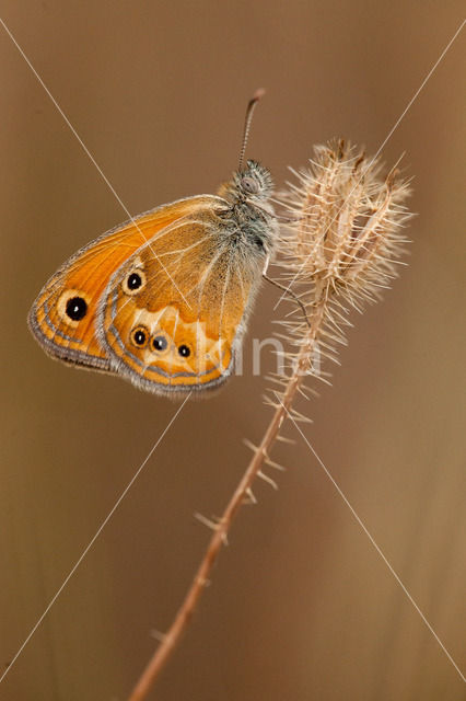 Corsicaans hooibeestje (Coenonympha corinna)