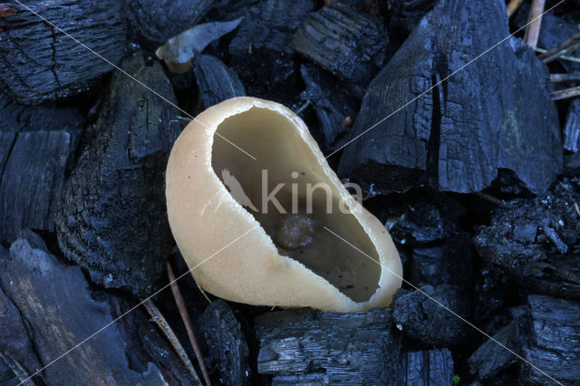 Dadelbruine brandplekbekerzwam (Peziza petersii)