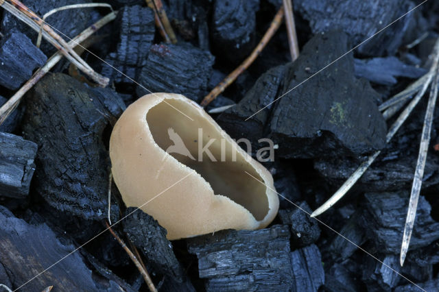 Dadelbruine brandplekbekerzwam (Peziza petersii)