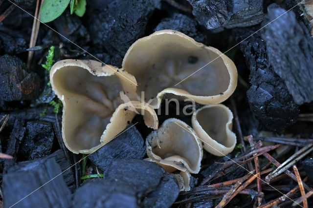 Dadelbruine brandplekbekerzwam (Peziza petersii)