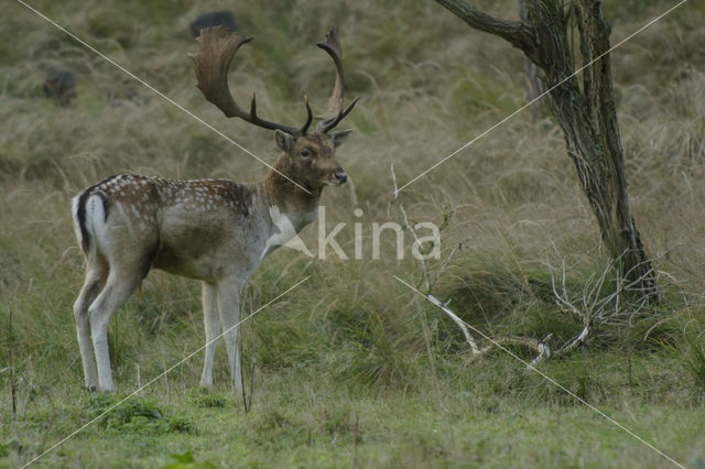 Fallow Deer (Dama dama)