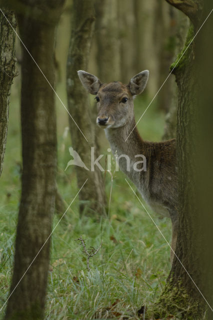 Fallow Deer (Dama dama)