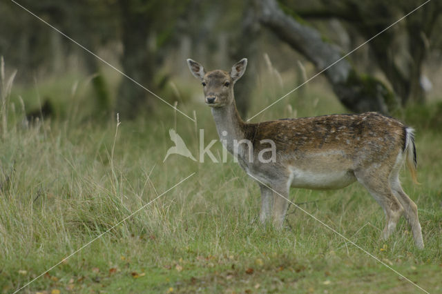 Fallow Deer (Dama dama)