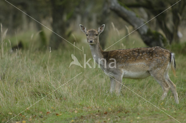 Fallow Deer (Dama dama)