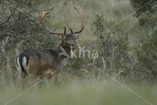 Fallow Deer (Dama dama)