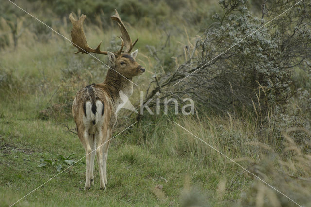 Fallow Deer (Dama dama)