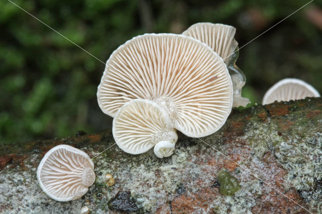 Elastic Oysterling (Panellus mitis)
