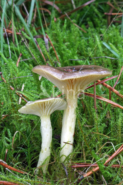 Pine-wood Waxy Cap (Hygrophorus hypothejus var. hypothejus)