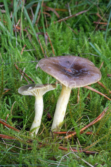 Pine-wood Waxy Cap (Hygrophorus hypothejus var. hypothejus)