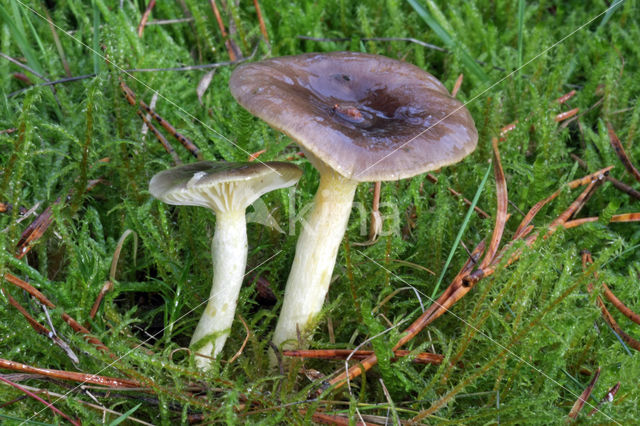 Pine-wood Waxy Cap (Hygrophorus hypothejus var. hypothejus)