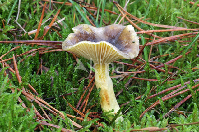 Pine-wood Waxy Cap (Hygrophorus hypothejus var. hypothejus)