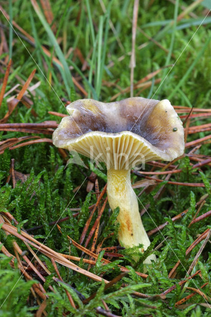 Pine-wood Waxy Cap (Hygrophorus hypothejus var. hypothejus)