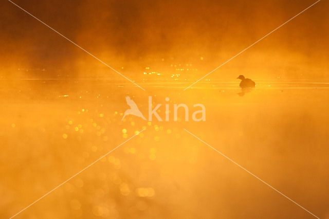 Little Grebe (Tachybaptus ruficollis)