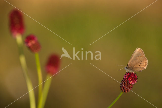 Dusky Large Blue (Maculinea nausithous)