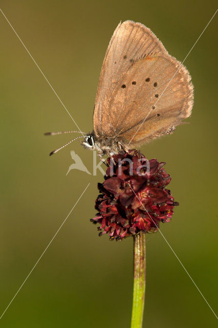 Dusky Large Blue (Maculinea nausithous)