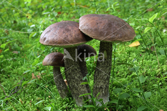 Donkerbruine berkenboleet (Leccinum roseofractum)