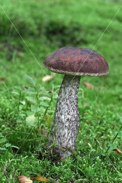 Donkerbruine berkenboleet (Leccinum roseofractum)