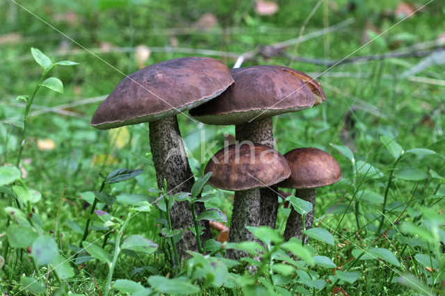 Donkerbruine berkenboleet (Leccinum roseofractum)