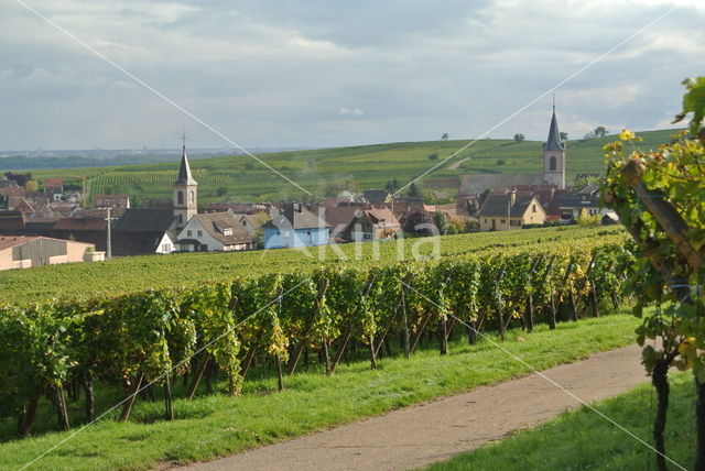 Grape-vine