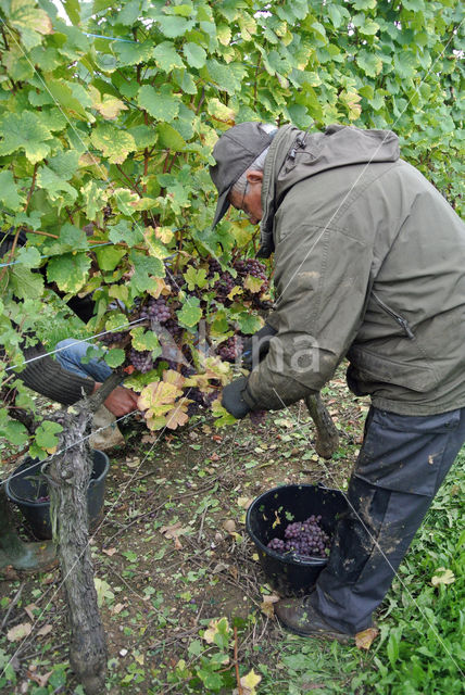Grape-vine